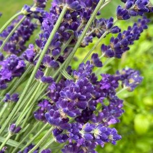 Meet your Posher, Natasa